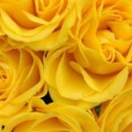 لماذا نعطي الورود الصفراء وهل من الممكن إعطاء الزهور الصفراء للفتيات؟