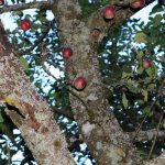 Как да се справим с корояд на ябълково дърво - съвети от градинари
