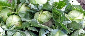 как да съхраняваме зеле в изба през зимата - част от реколтата от зеле