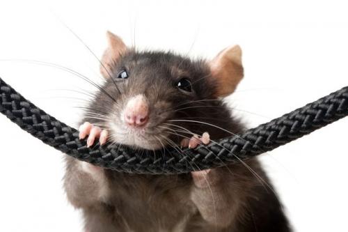 كيف تتخلص من الفئران في الحظيرة؟