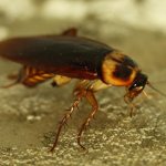 Как да се отървем от хлебарки