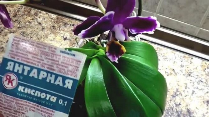 Как да храним орхидея с таблетки с янтарна киселина