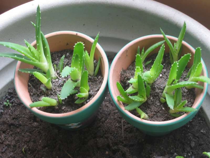 Как да засадите алое без корени - инструкции стъпка по стъпка