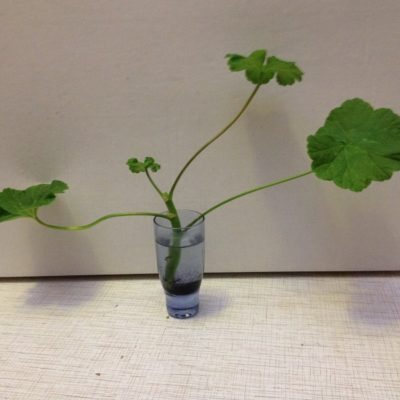 كيفية زراعة نبات الغرنوقي بالعقل بدون جذور