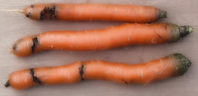 Как да засадите моркови преди зимата и ползите от зимната сеитба