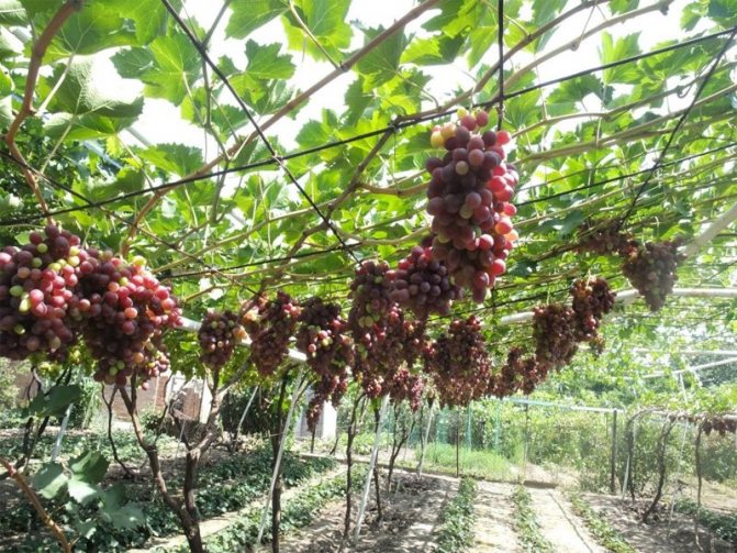 Как правилно да режете грозде през есента чрез формоване на вентилатор