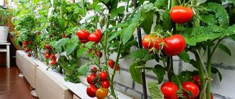كيف تزرع الطماطم بشكل صحيح على الشرفة: ما هي الأصناف الأفضل أن تختار. كيفية رعاية الشتلات وإعداد التربة لزراعة الطماطم