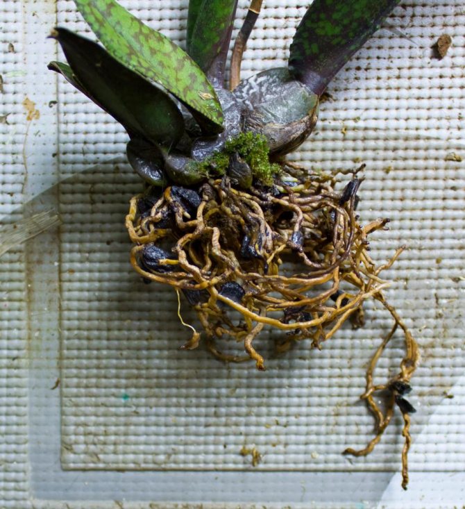 как да реанимираме орхидея, ако корените изгният