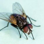 Как да си направим капан за мухи у дома