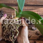 Как да спасим орхидея от гниене