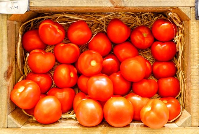 Как да оплодим домати