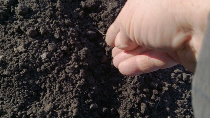 كيف ينمو البصل الأسود: الغرس والعناية في الحقل المفتوح على مراحل