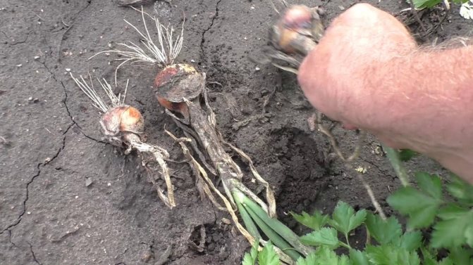 كيف ينمو البصل الأسود: الغرس والعناية في الحقل المفتوح على مراحل