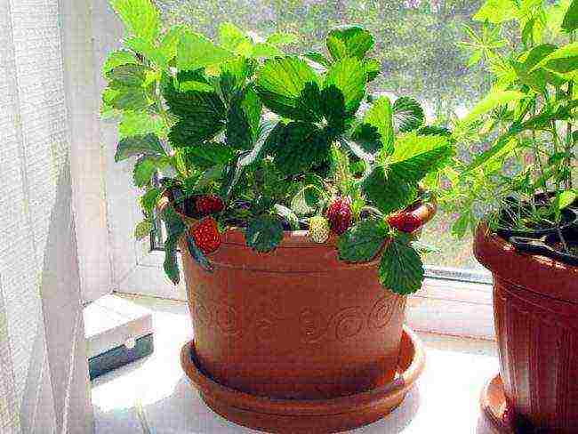 как да отглеждаме ягоди през зимата у дома