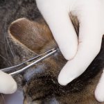 Как да премахнете кърлеж от котка