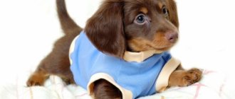 Как да премахнете бълхи от 1-2 месечно кученце