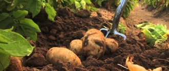 ما الأسمدة لتطبيقها في الخريف بعد حصاد البطاطس