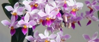 Какво трябва да бъде саксия за орхидеи