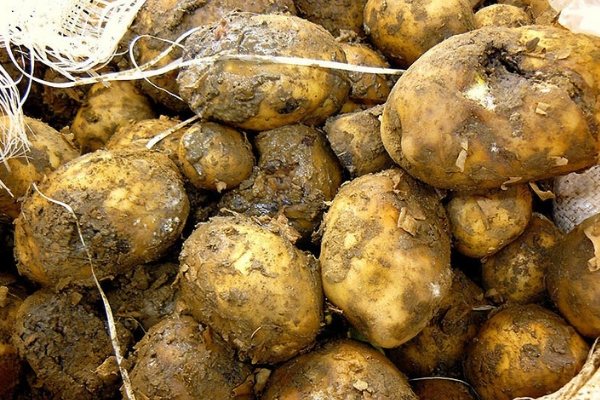 فائدة الفطريات التي تنمو على درنات البطاطس