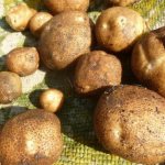 Картофи киви: описание на сорта, снимки, рецензии, правила за отглеждане