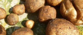 Картофи киви: описание на сорта, снимки, рецензии, правила за отглеждане