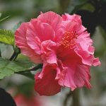 китайска роза цвете на смъртта защо