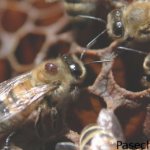 عث النحل الفاروا