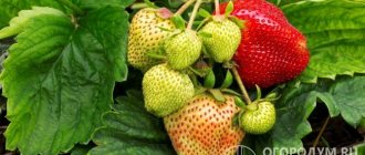 تتميز فراولة "فيما كسمة" (في الصورة) بحجمها الكبير وإنتاجيتها العالية ، ويتم زراعتها بنجاح كنوع هواة وتجاري.