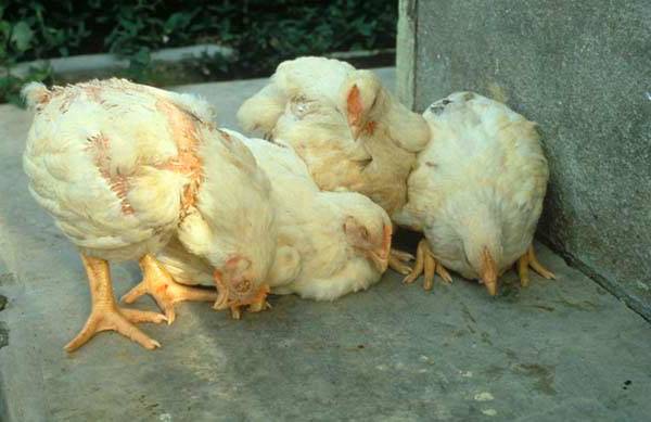Кнемидокоза на пилета