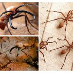 Компилация от номадски мравки