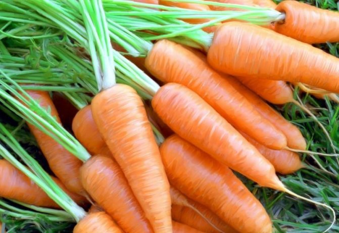 Кога да засаждате моркови на открито през пролетта през 2019 г. - полезни градински съвети и видеоклипове, отколкото късната пролет е по-добра от есента за засаждане на моркови