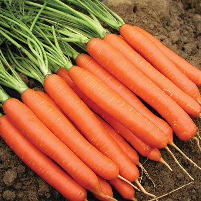 Кога да засаждате моркови през пролетта на открито през 2019 г. - полезни градински съвети и видеоклипове, отколкото късната пролет е по-добра от есента за засаждане на моркови