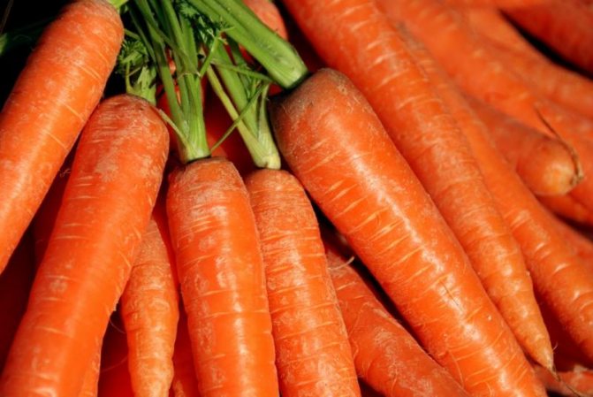 Кога да засаждате моркови през пролетта на открито през 2019 г. - полезни градински съвети и видеоклипове, отколкото късната пролет е по-добра от есента за засаждане на моркови
