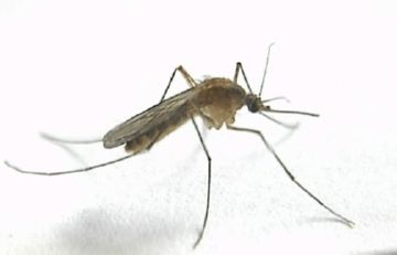 Просо комар