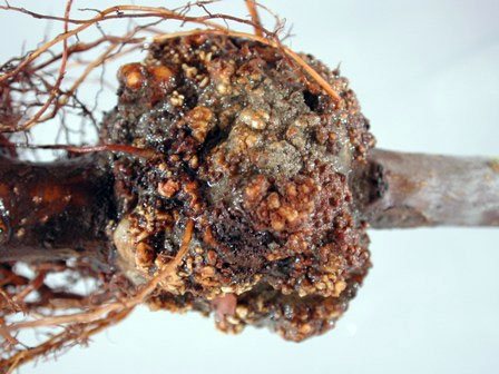 Корен на рак или гуша в корените на ореха