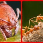 Червени мравки