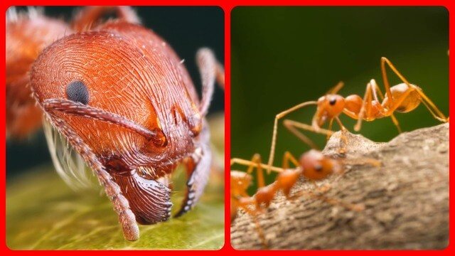 Червени мравки