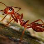 Червена мравка