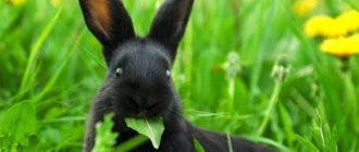 الأرنب يمضغ العشب