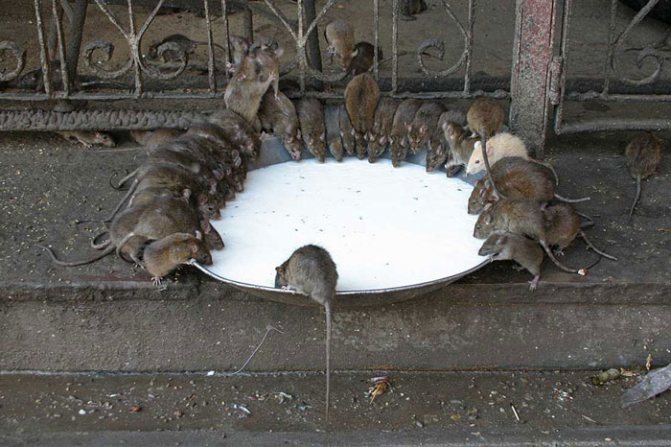Tikus haiwan omnivor