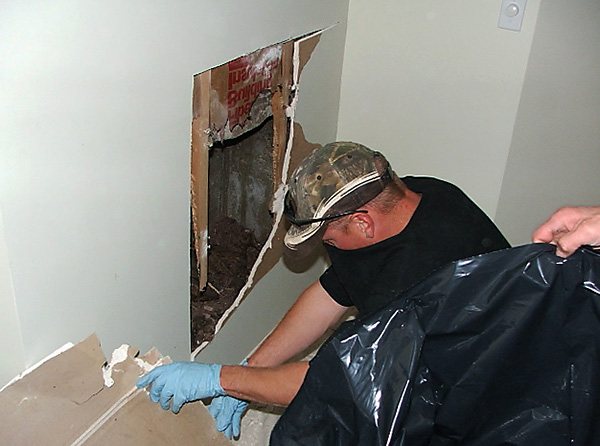 Плъховете и мишките могат да умрат от действието на отрова на труднодостъпни места (например под пода и зад стените) - и да предизвикат появата на трупна миризма в стаята.
