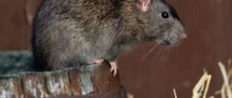 الفئران على الموقع