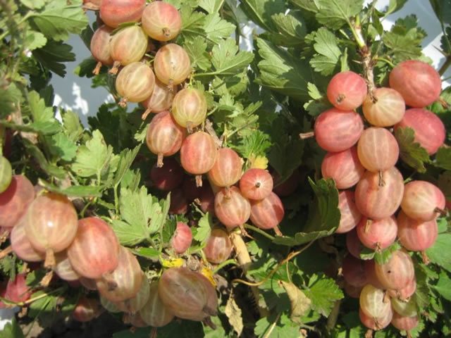 Боровинки от цариградско грозде