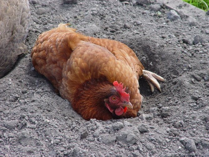 Пиле в баня с пясъчна пепел