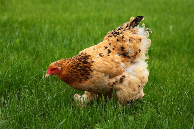 دجاج على العشب