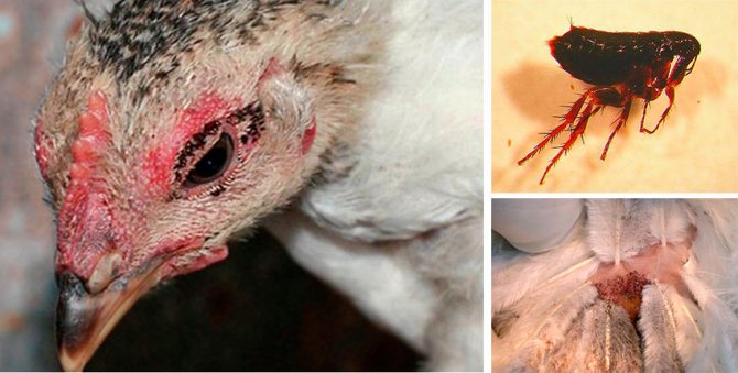 Пилешки бълхи - как да се отървете от кокошарника и да го премахнете сами