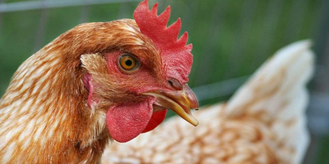 التهاب الحنجرة والحنجرة في الدجاج