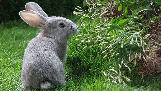 Лечение на зайци от глисти: симптоми на заболяването, лекарства и превантивни мерки