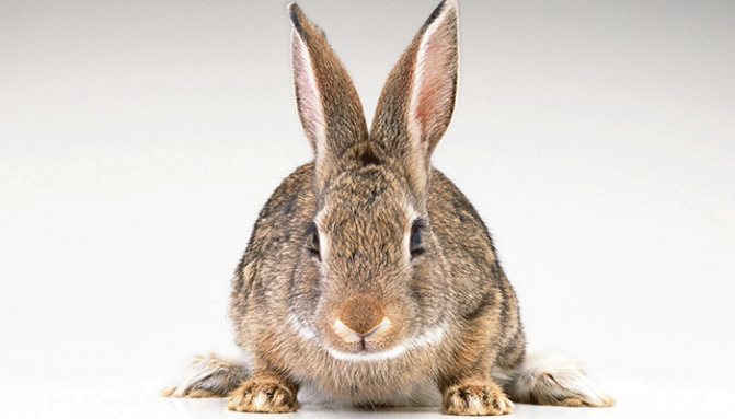 علاج الأرانب من الديدان: أعراض المرض والأدوية والإجراءات الوقائية