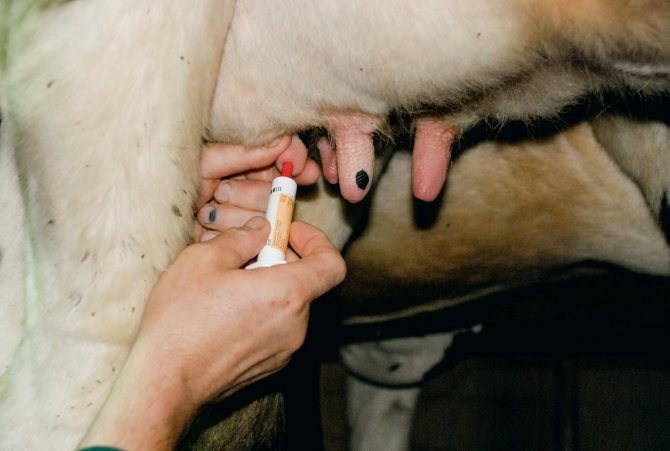 Лечение на мастит при крави